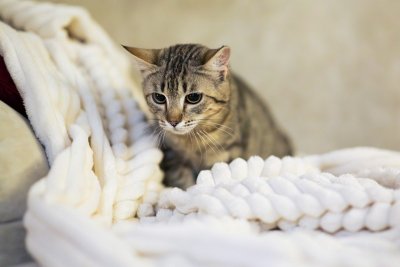 Waarom je kattenbak straks niet meer opvalt in huis